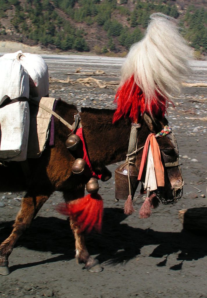 Nepal - trek to Ghasa 04