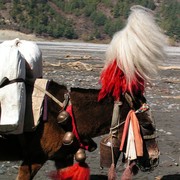 Nepal - trek to Ghasa 04