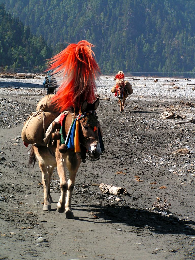 Nepal - donkeys on a trek to Ghasa 01