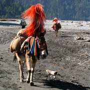 Nepal - donkeys on a trek to Ghasa 01