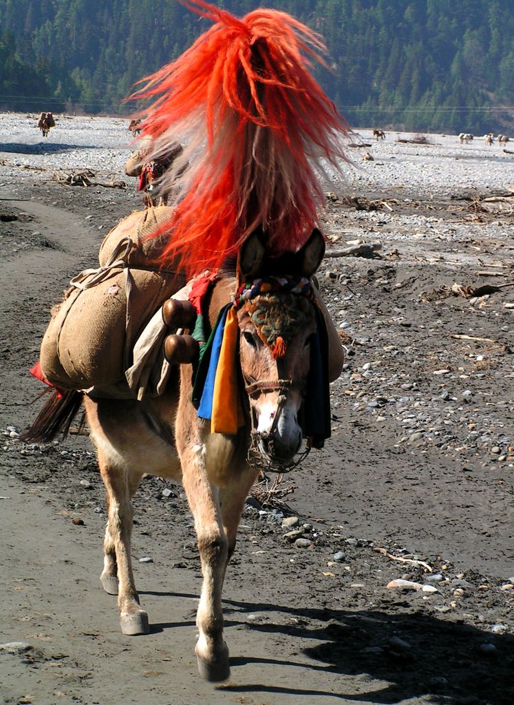 Nepal - donkeys on a trek to Ghasa 02