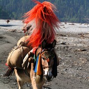 Nepal - donkeys on a trek to Ghasa 02