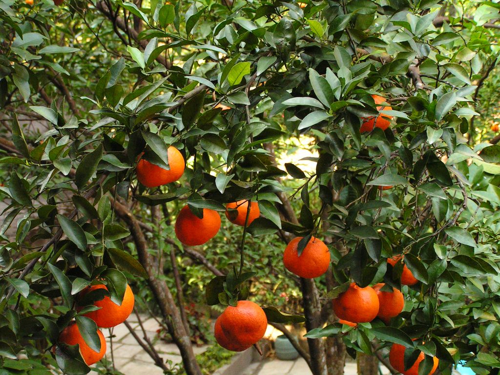 Nepal - tangerines in Tatopani