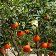 Nepal - tangerines in Tatopani