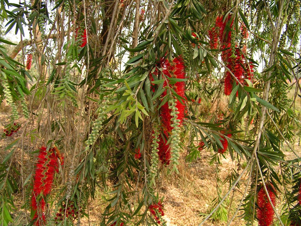 Nepal - Lumbini 25