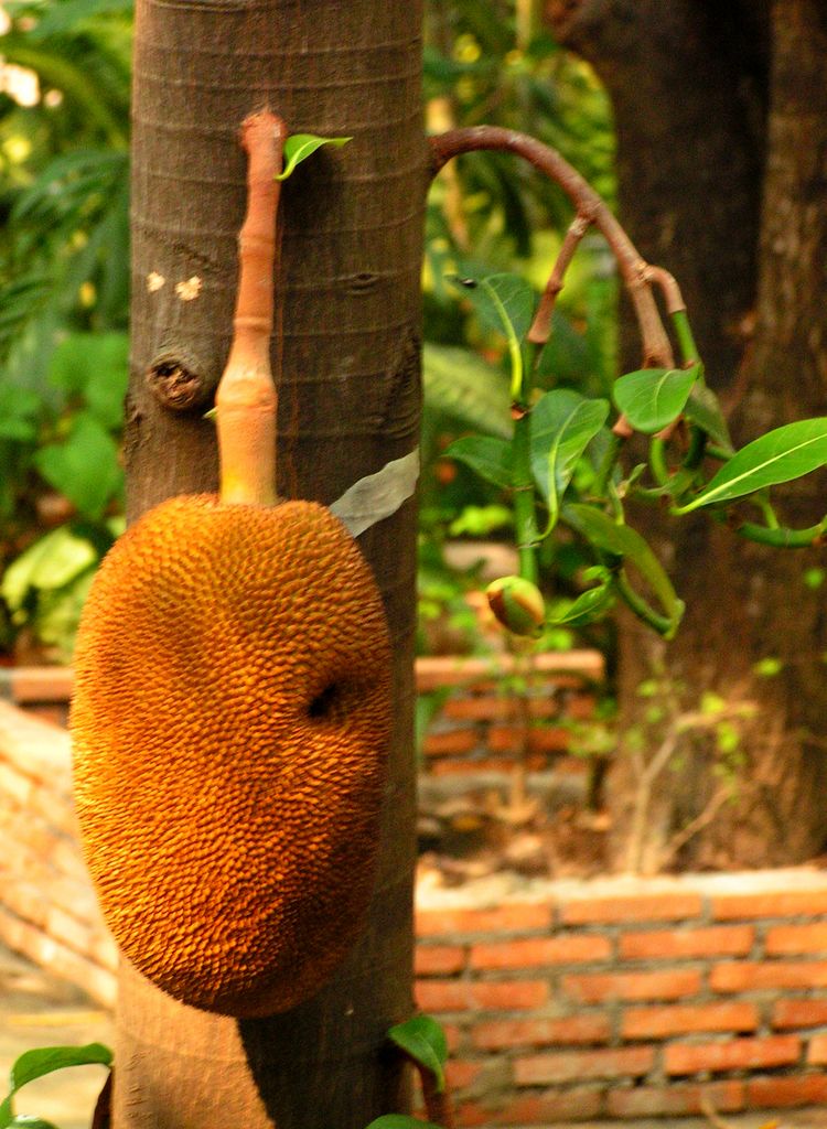 Northern Thailand - Chiang Mai 12