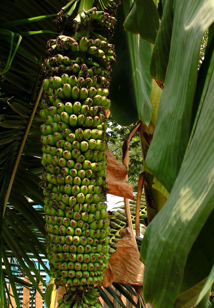 Laos - Luang Prabang 11