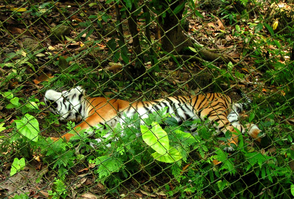 Laos - Luang Prabang 12