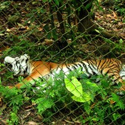 Laos - Luang Prabang 12