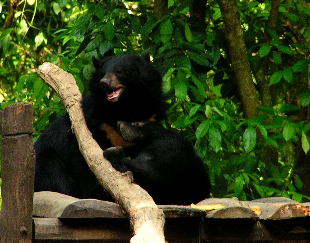 Laos - Luang Prabang 13