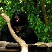 Laos - Luang Prabang 13