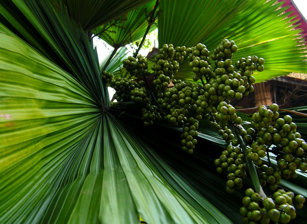 Laos - Vientiane 02