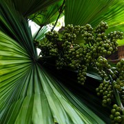 Laos - Vientiane 02