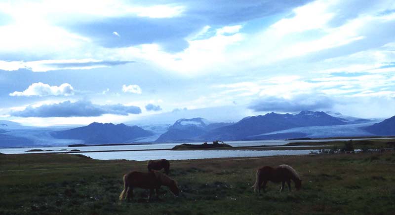 Icelandic horses