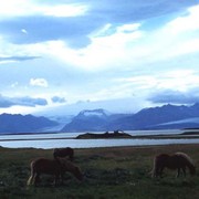 Icelandic horses