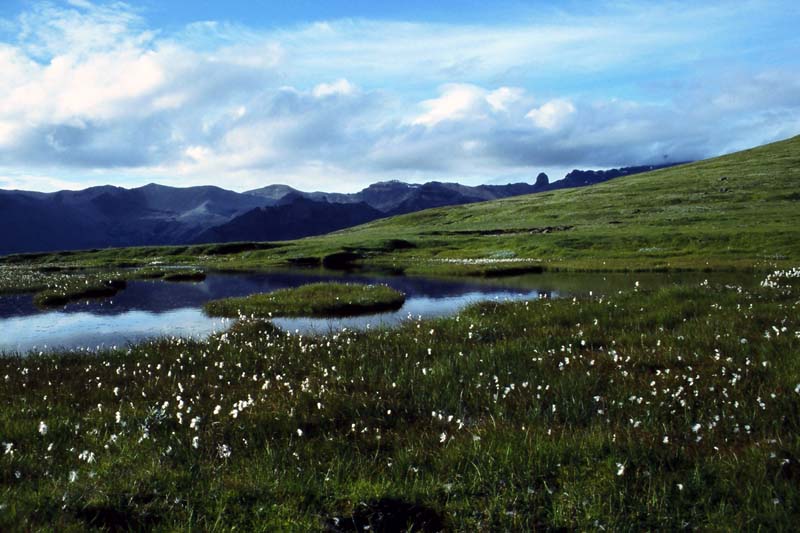 A meadow in Iceland