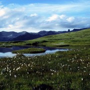 A meadow in Iceland