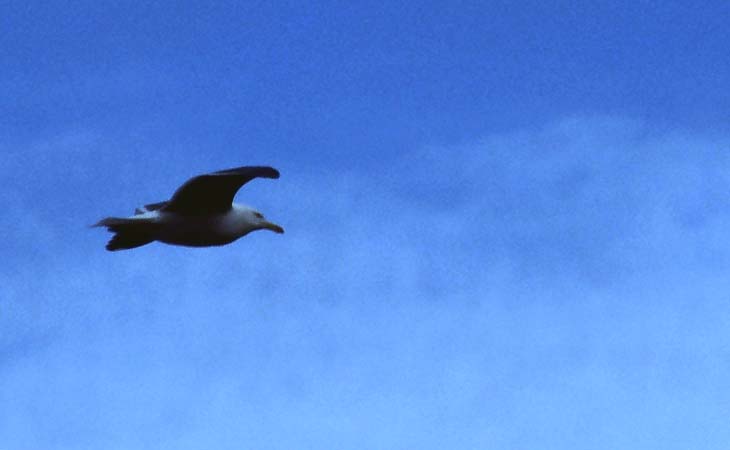 A sea-gull in Iceland