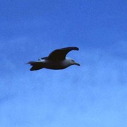 A sea-gull in Iceland