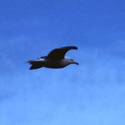 A sea-gull in Iceland