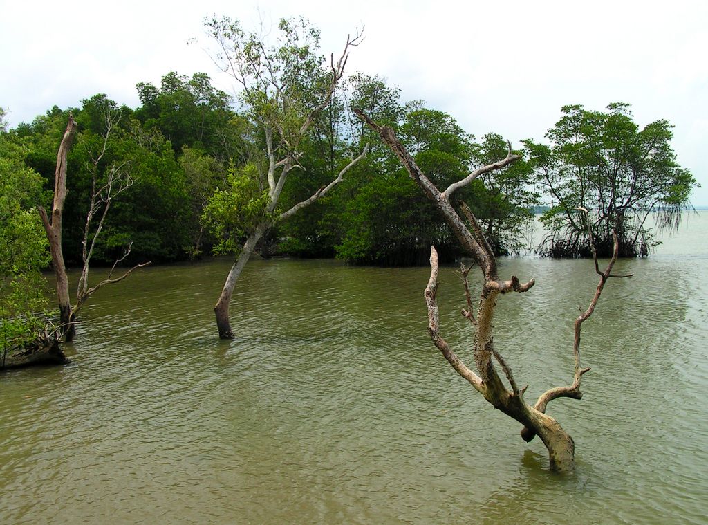 Singapore - Pulau Ubin 11