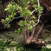 Singapore - Pulau Ubin 12