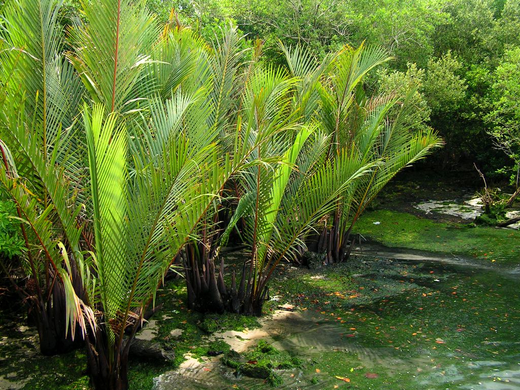 Singapore - Pulau Ubin 13