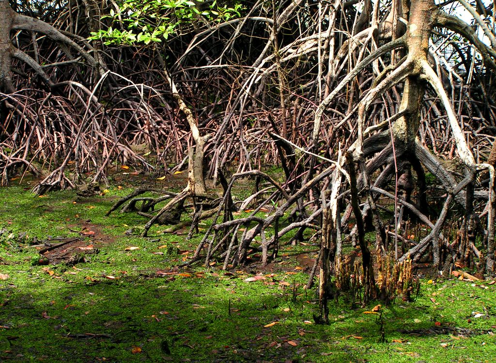 Singapore - Pulau Ubin 15