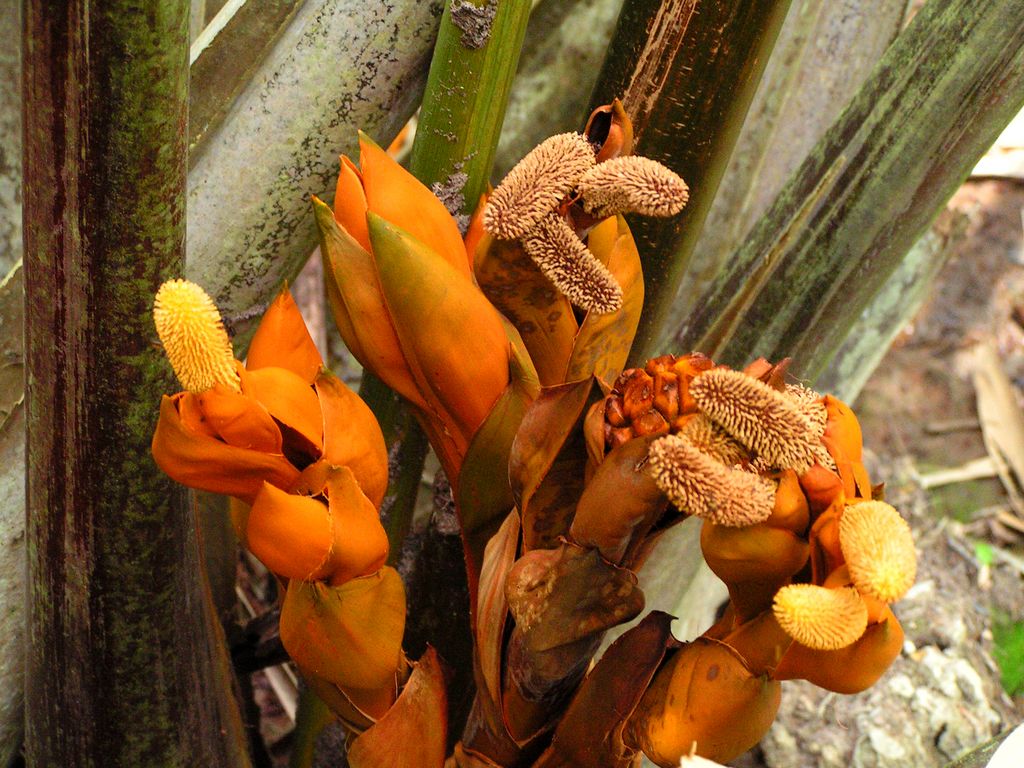 Singapore - Pulau Ubin 17