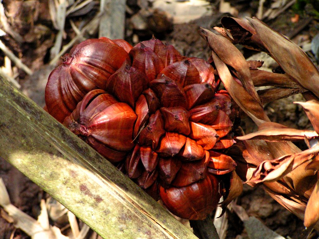 Singapore - Pulau Ubin 18