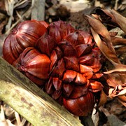 Singapore - Pulau Ubin 18