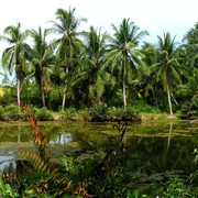 Singapore - Pulau Ubin 24