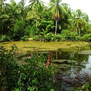 Singapore - Pulau Ubin 25