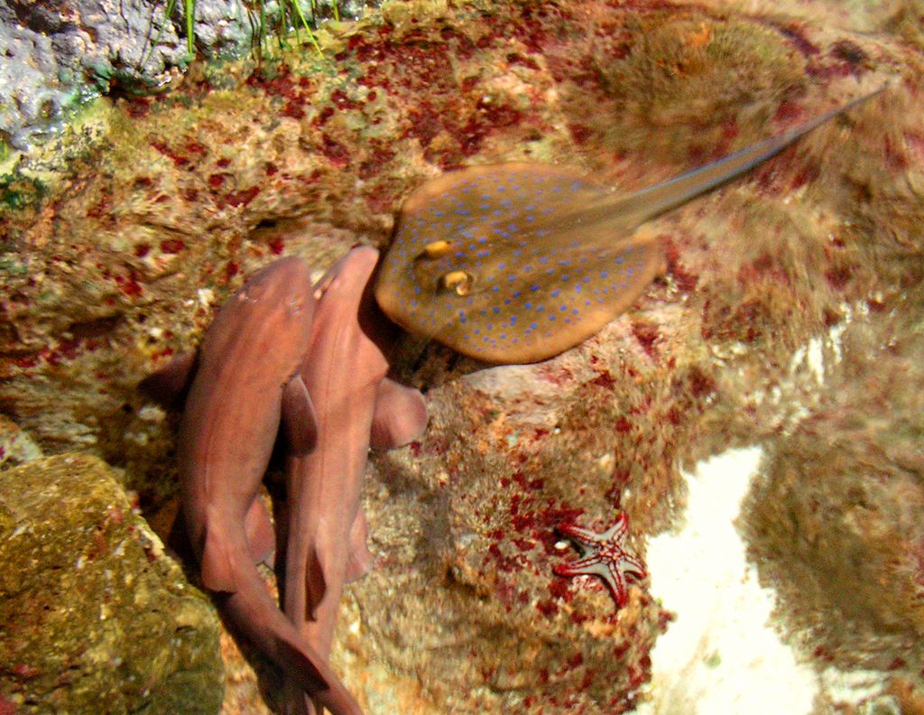 Singapore - Sentosa oceanarium 02