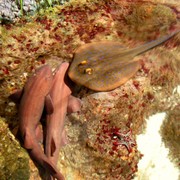 Singapore - Sentosa oceanarium 02