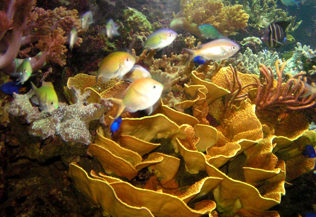 Singapore - Sentosa oceanarium 05