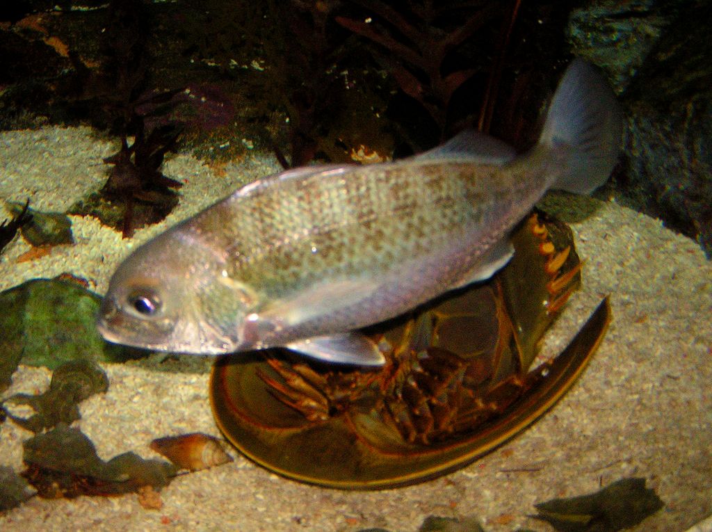 Singapore - Sentosa oceanarium 08