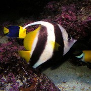 Singapore - Sentosa oceanarium 11