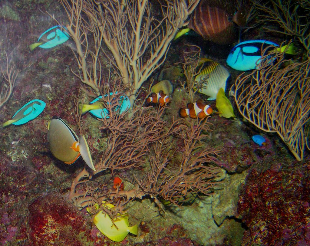 Singapore - Sentosa oceanarium 12