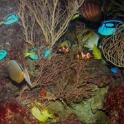 Singapore - Sentosa oceanarium 12