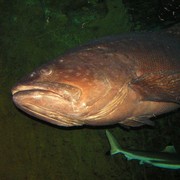 Singapore - Sentosa oceanarium 18