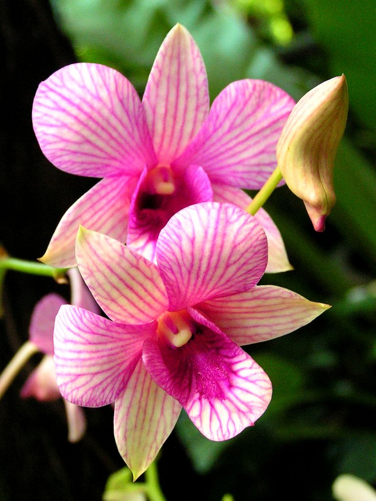 Malaysia - Borneo flora 03