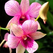 Malaysia - Borneo flora 03