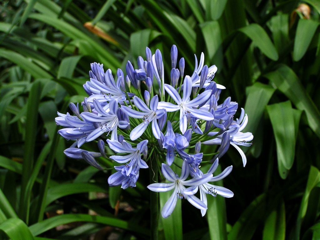 Malaysia - Borneo flora 04