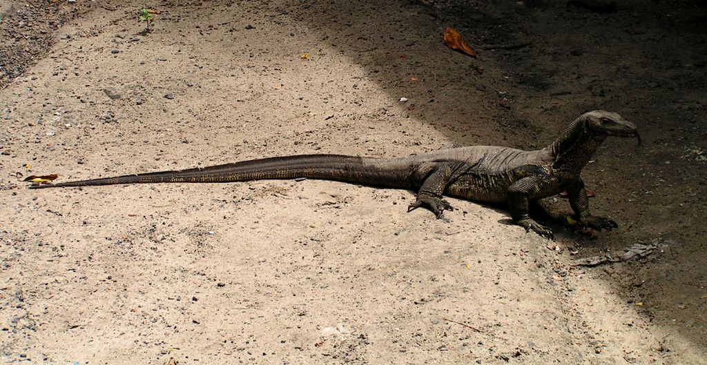 Malaysia - monitor lizards in Borneo 01