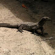 Malaysia - monitor lizards in Borneo 01