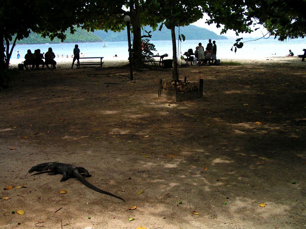 Malaysia - monitor lizards in Borneo 02