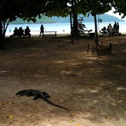 Malaysia - monitor lizards in Borneo 02