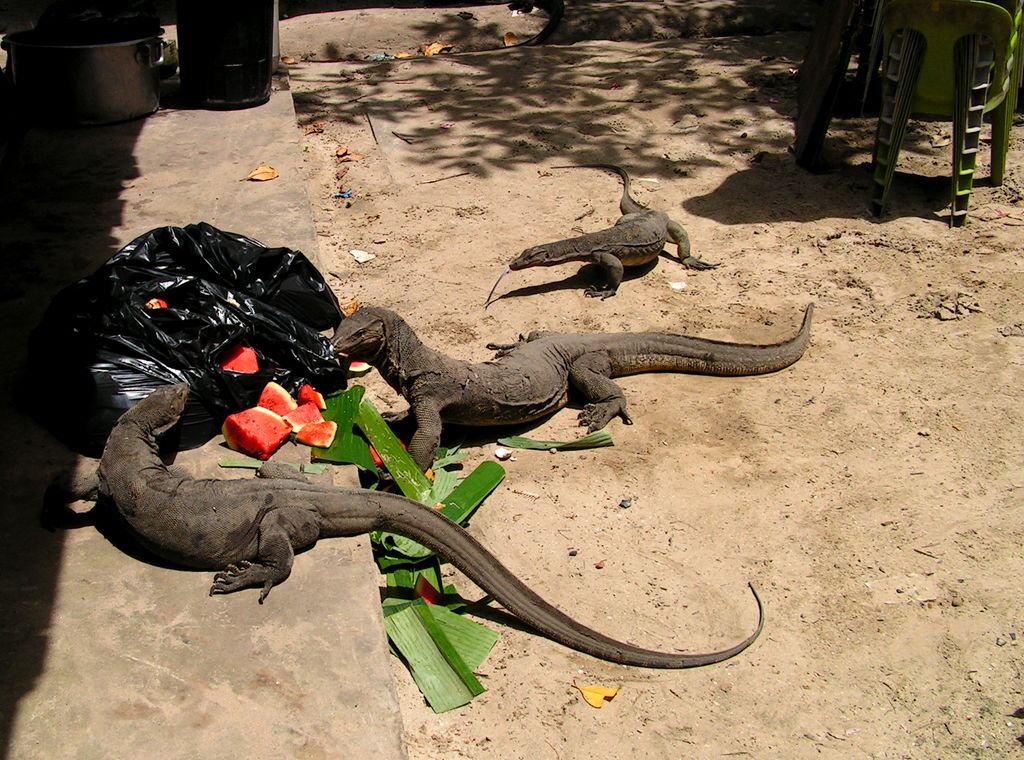 Malaysia - monitor lizards in Borneo 04