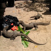 Malaysia - monitor lizards in Borneo 04